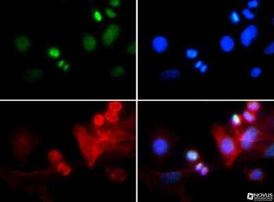 Immunocytochemistry/Immunofluorescence: Histone H3 [p Thr6, Trimethyl Lys4] Antibody [NB21-1039] - Histone H3.2 K4me3 pT6 antibody was tested in HeLa cells with FITC (green). Nuclei and alpha-tubulin were counterstained with Dapi (blue) and Dylight 550 (red).